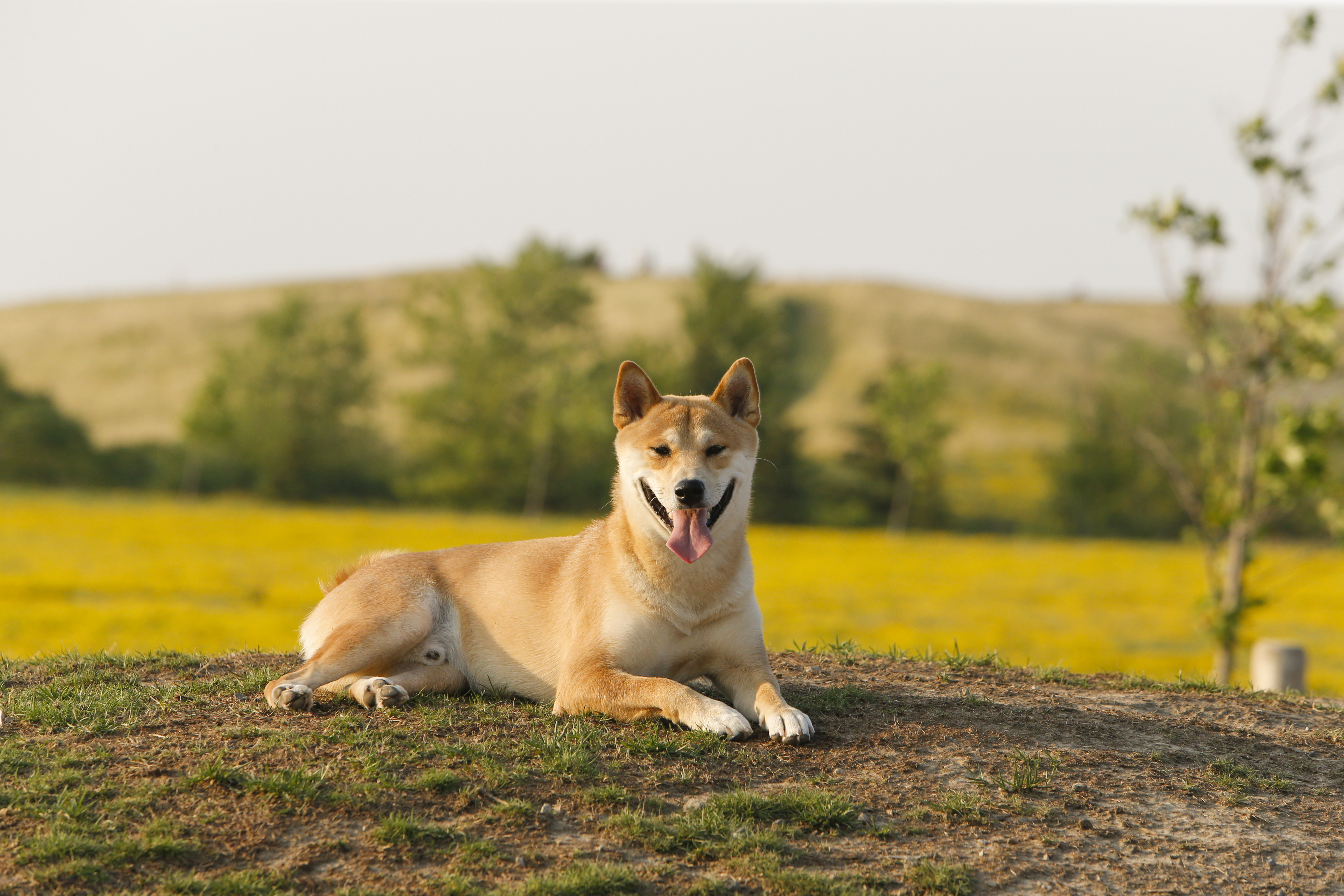 Dog lying on a hill Dog lying on a hill