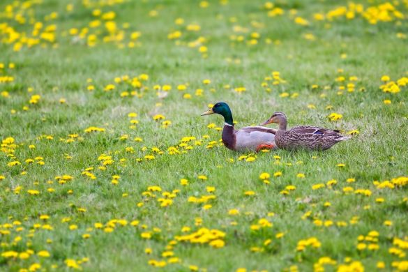 A male mallard duck and female mallard duck sitting on a grassy field.