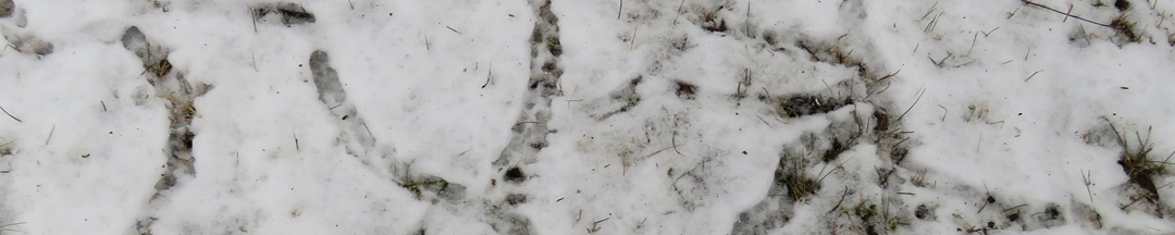 Tunnels going through the snow.