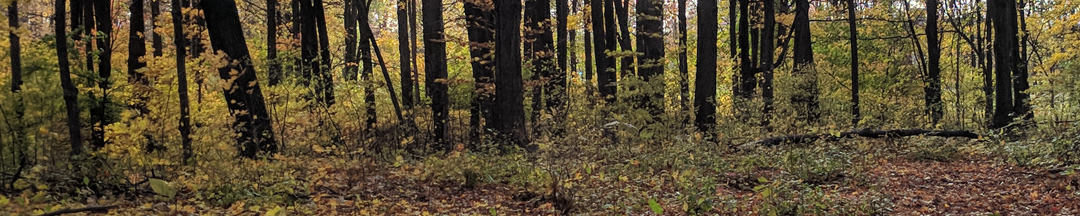 A dirt path that goes through a woodlot.