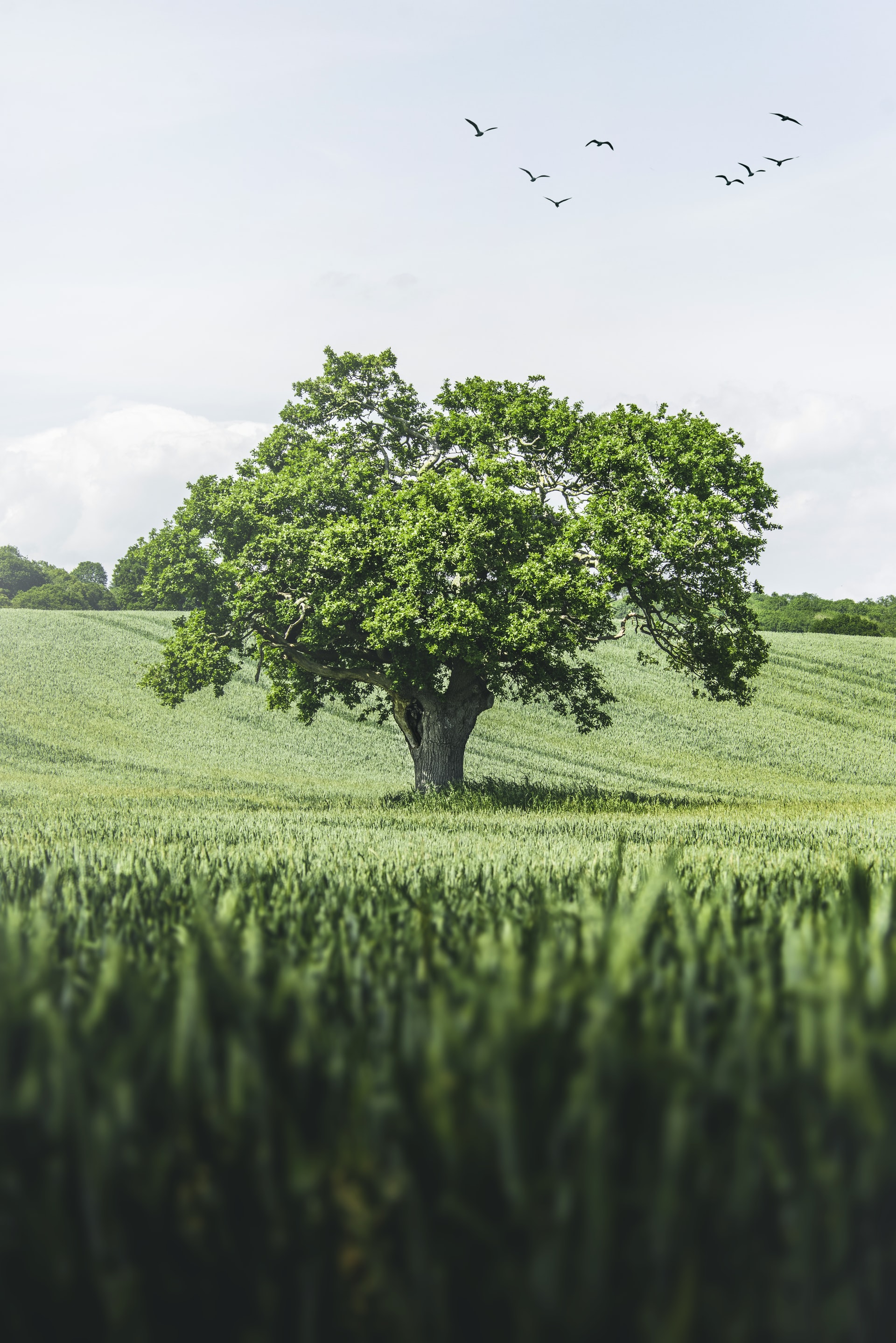 An Oak tree in the middle of a field.