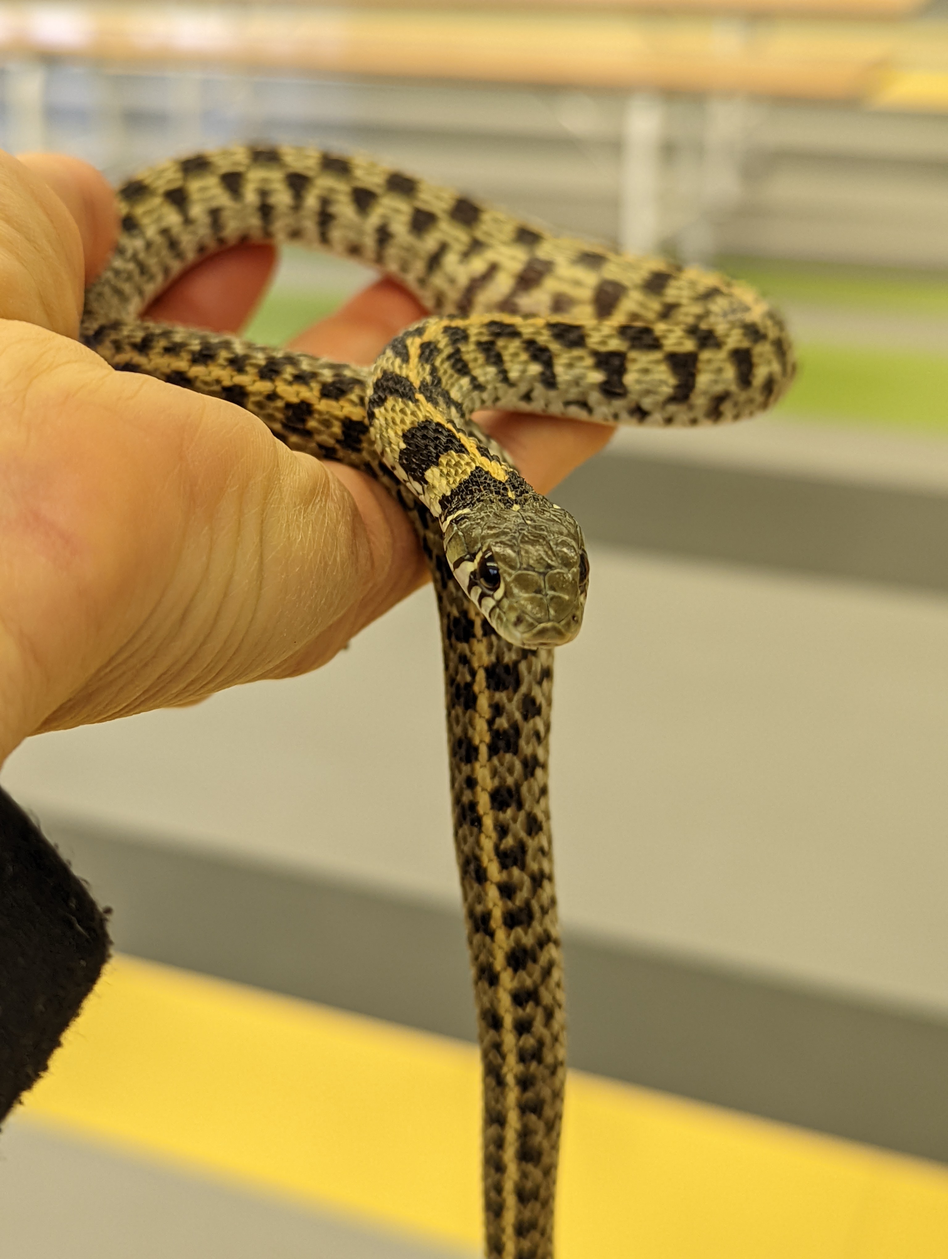 A small green and brown checkered snake, held in a person's hand.