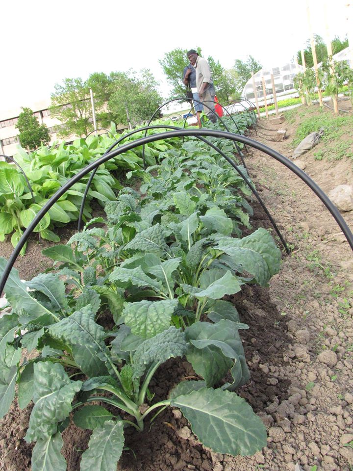 Crops growing on a field.