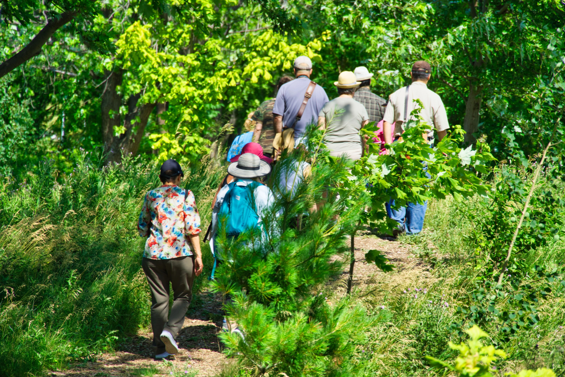 A group of people walking through the forest at Downsview Park.
