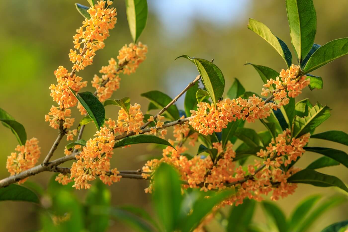 Osmanthus flowers
