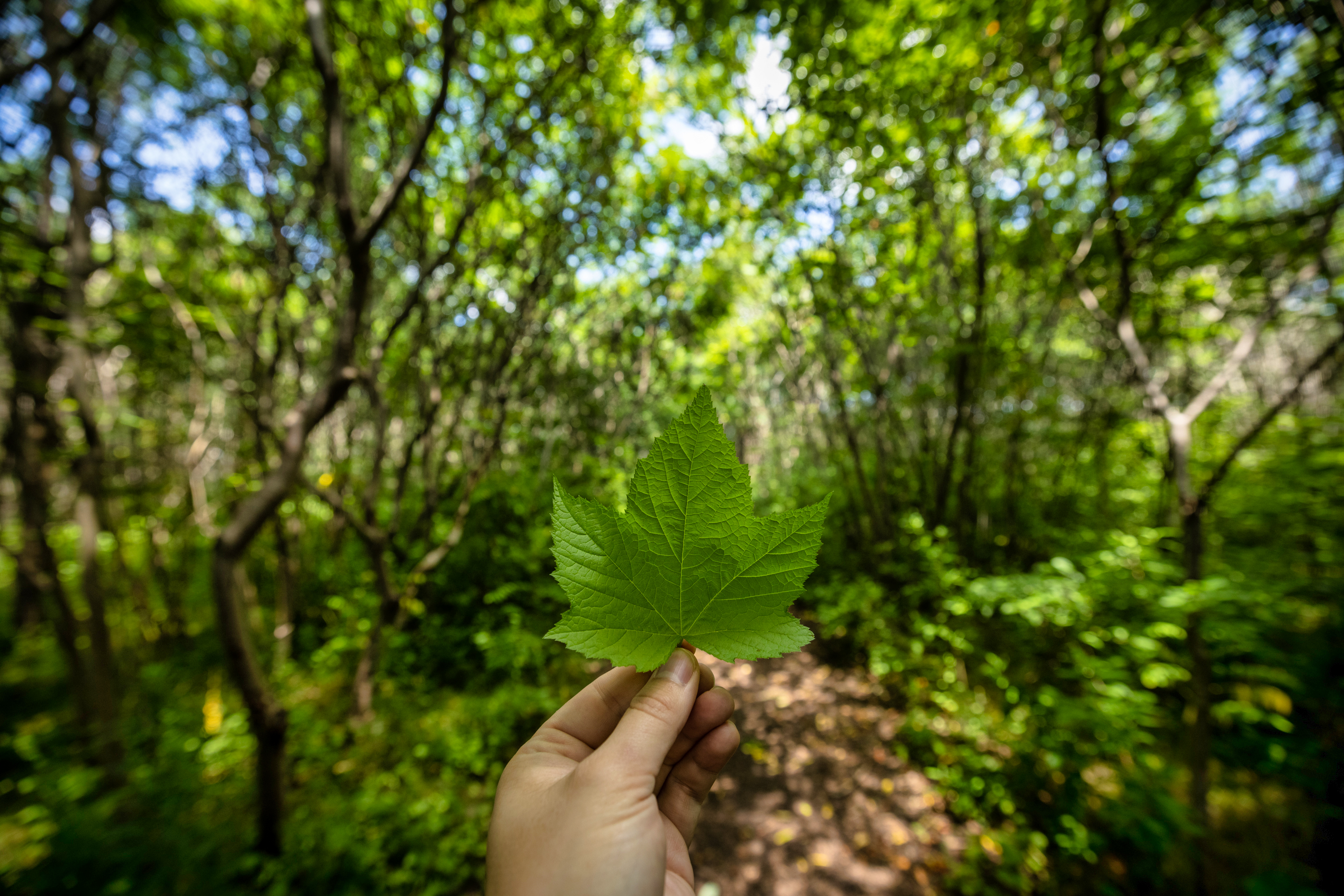 A close-up shot of a green maple leaf.