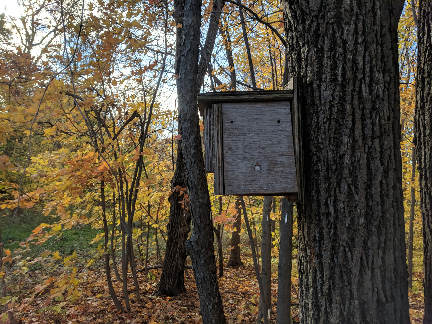 A wooden bird box attached to a tree trunk.