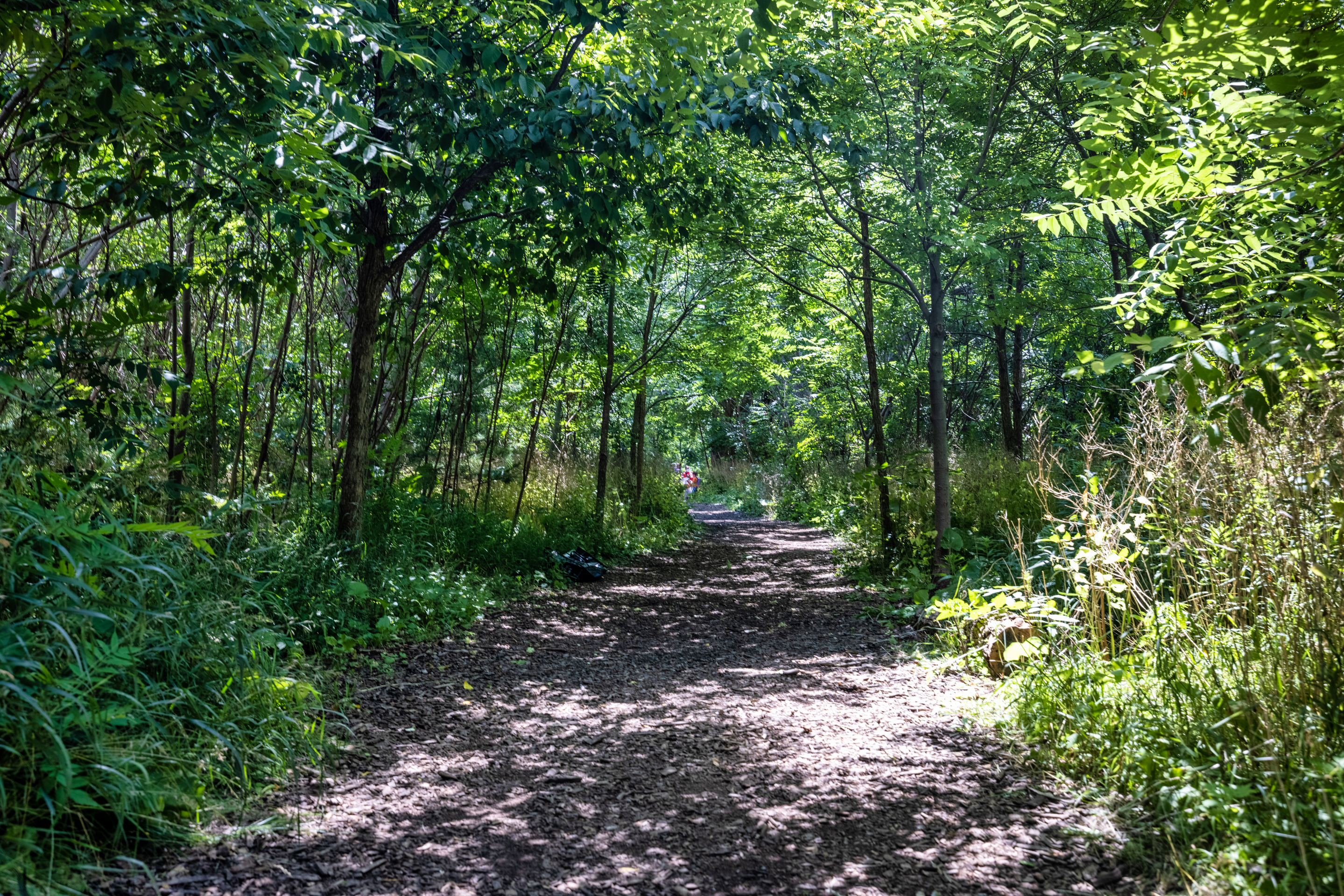 A dirt path and trees on either side.