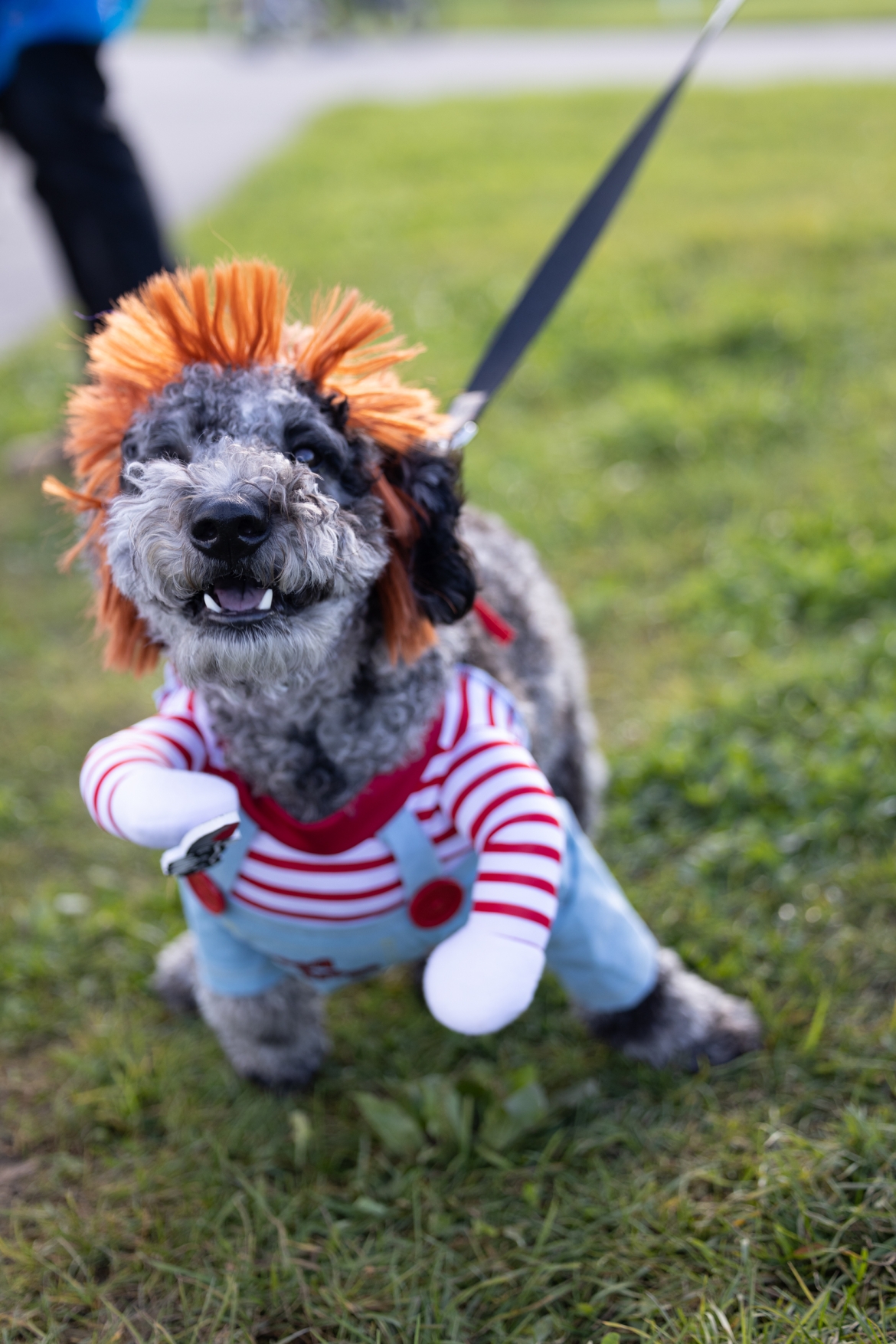 Howl-O-Ween AO Pop Up for Dogs