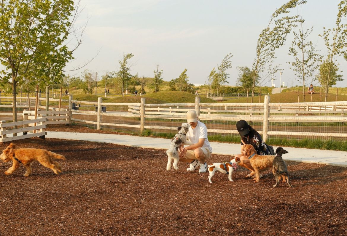 downsview park dog park