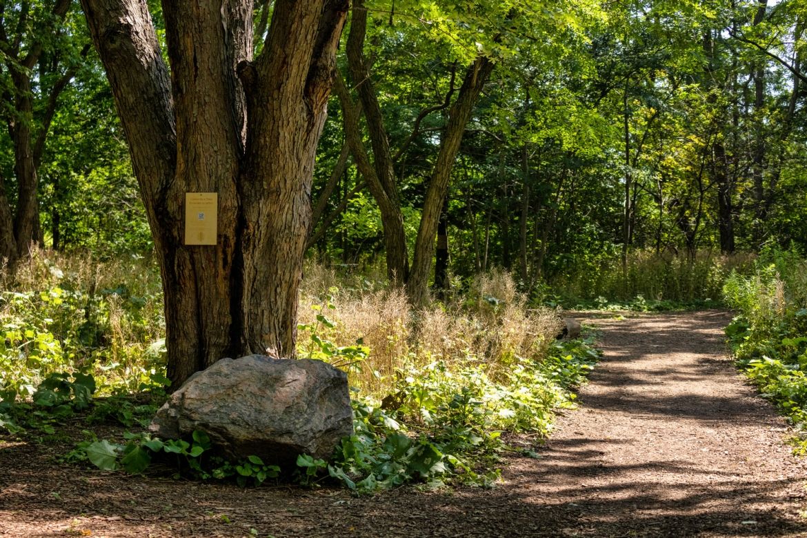 A large tree trunk and a rock along a dirt path in the fores