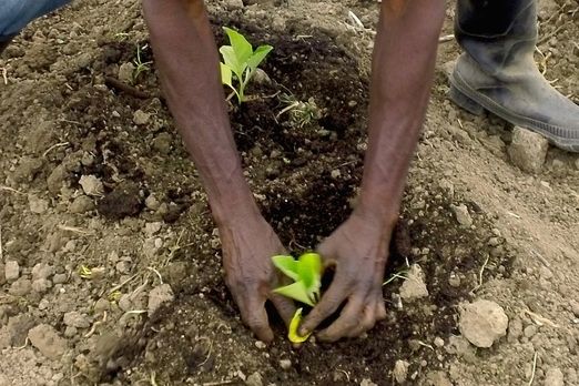 A farmer planting a seedling.