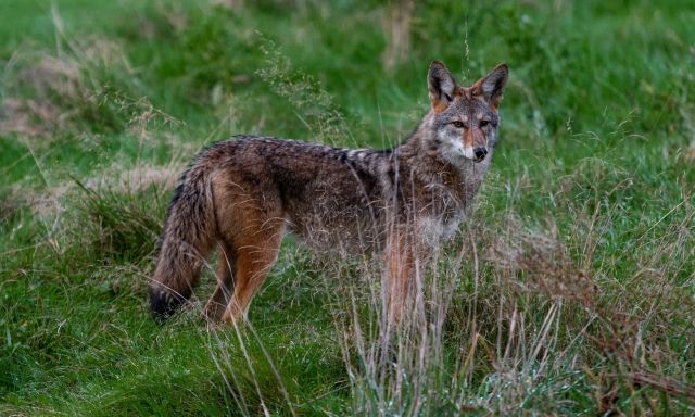 Coyote