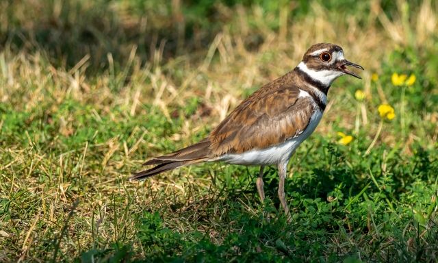 A brown and white bird in the grass.