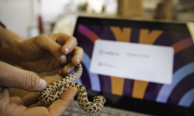 snake and laptop