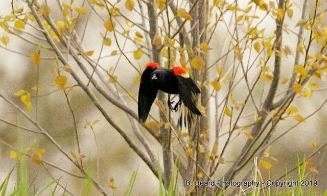 red winged blackbird
