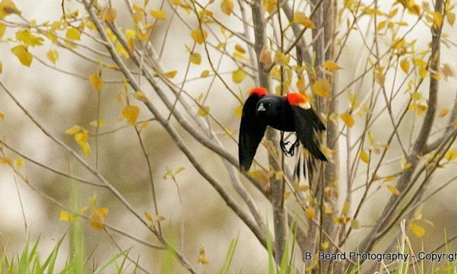 red-winged blackbird