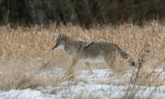 Coyote Watch