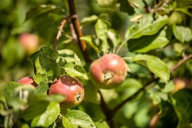 A close-up shot of apples growing in the Orchard. 