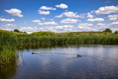 Ducks swimming in a pond surrounded by tall grass. A blue sky and clouds in the background.