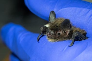 bat