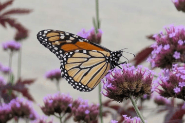 monarch butterfly