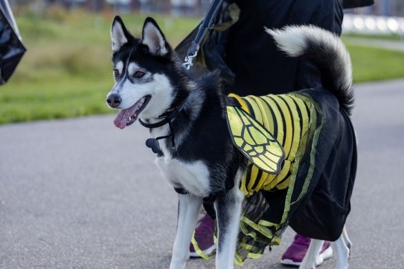 A large dog in a bee costume.