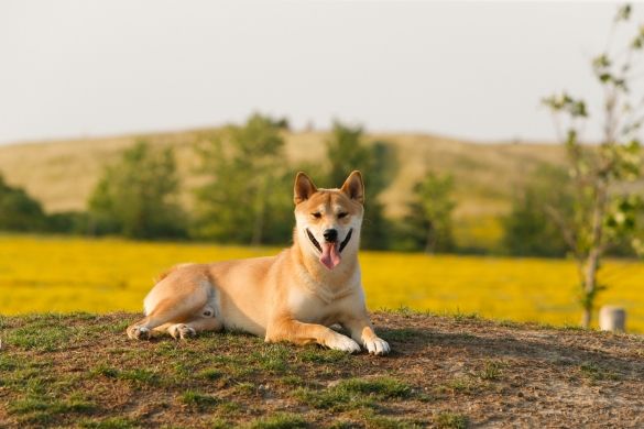 A dog sitting on some mulch and looking at the camera. A field in the background.