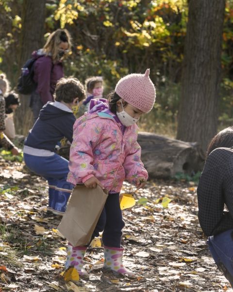A child collecting fallen leaves in the forest.