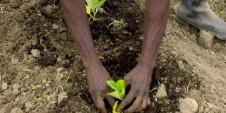 A farmer planting a seedling.