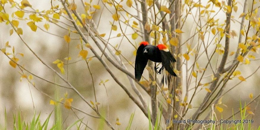 birds